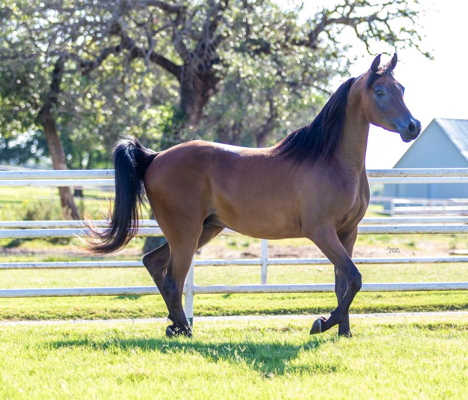 Purebred Gelding Sales